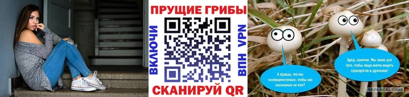 Галлюциногенные грибы Psilocybe  Камызяк 